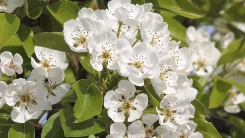Close-up pear blossom in spring Stock Footage 253430779