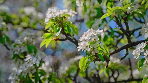 Close up of pear blossoms on sunlit branch Video stock 333147488
