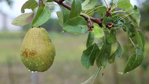 Close-up of a pear on a branch Stock Footage 74964497