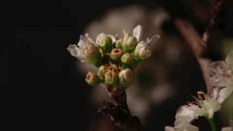 Close up of pear buds beginning to open and bloom, 4K. Stock Footage 111031409