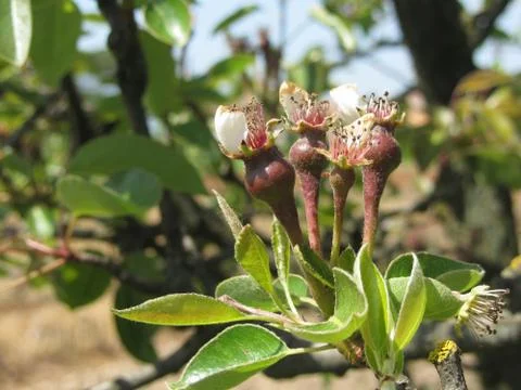 Close up of pear buds on the tree in spring . Tuscany, Italy Stock Photos