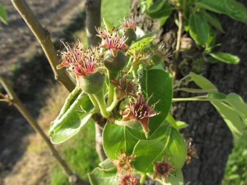 Close up of pear buds on the tree in spring . Tuscany, Italy Stock Photos