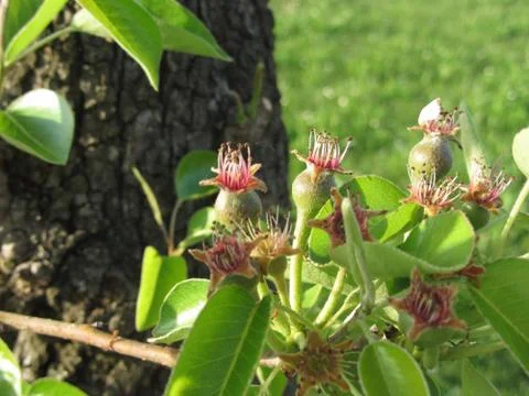 Close up of pear buds on the tree in spring . Tuscany, Italy Stock Photos