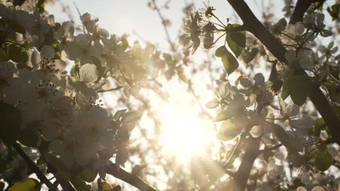 Close-Up of Pear Flowers in Sunset Glow Stock Footage 332212169