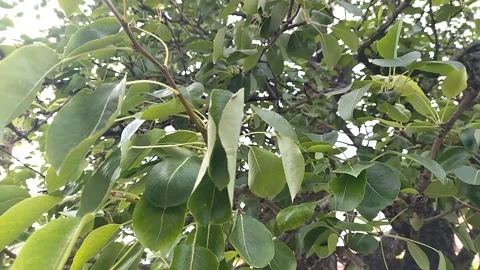 Close-up of pear leaves on a branch Видео 332167464