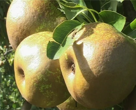 Close up pear shot Stock Footage 134223