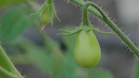 Close up of pear tomato growing on a vine Stock Footage 310924538