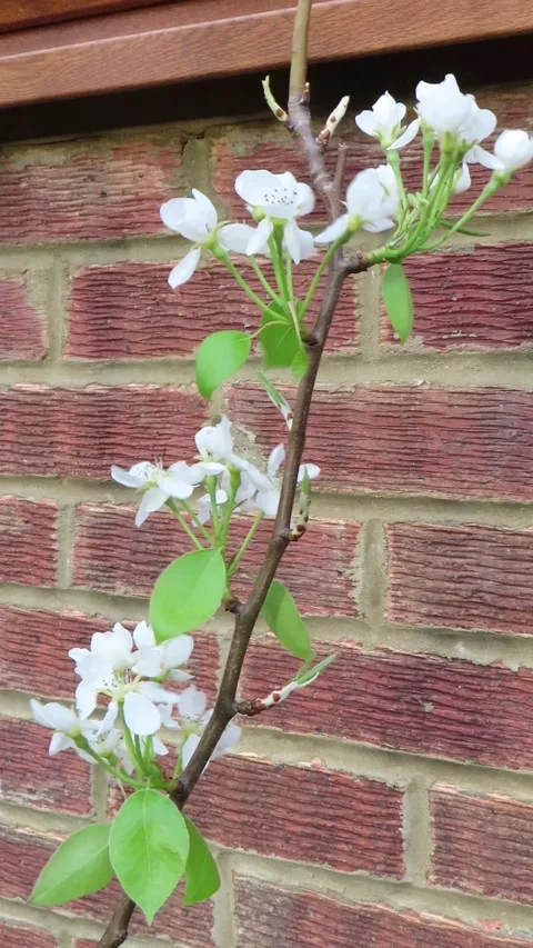 Close Up of Pear Tree Blossom in Spring 4K Vertical Video 스톡 동영상 332156228