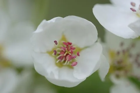 Close-up of pear tree blossoms in spring, Upper palatinate, Bavaria, Germany, Stock Photos