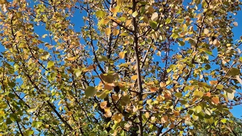 Close-up of a pear tree branch with colorful leaves in shades of orange Stock Footage 346685198