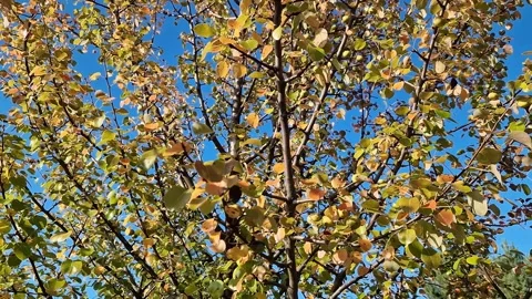 Close-up of a pear tree branch with colorful leaves in shades of orange Stock Footage 346685202