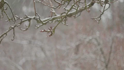Close-up of a pear tree branch in a fruit orchard during winter. Stock Footage 331064497