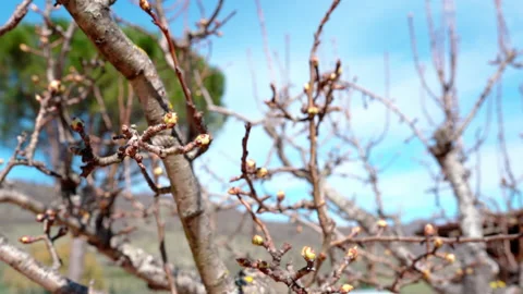 Close-up of pear tree branches full of small buds, pear tree in blossom Stock Footage 155806661