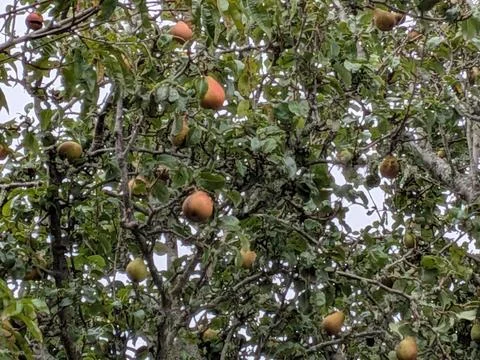 Close-up of a pear tree with red and yellow pears surrounded by green leaves Stock Photos