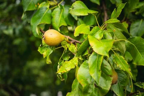 A close-up of pears growing on a tree 스톡 사진