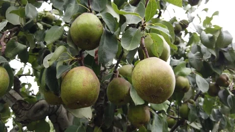 Close up of pears in pear tree orchard located in France 4k Stock Footage 147091670