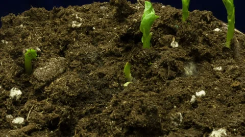 Close up of Peas Growing! Vídeo Stock 24096458