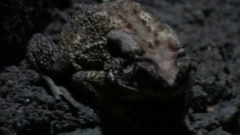 Close-up of a pebble toad in low light at night Stock Footage 314573253