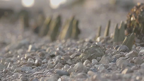 Close Up of pebbles along beach Stock Footage 132263482