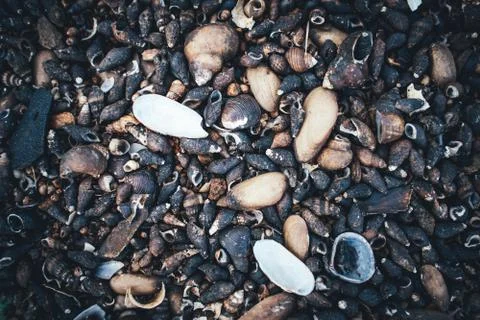 Close up of pebbles, rocks and shells on the beach in the sunshine Stock-Fotos