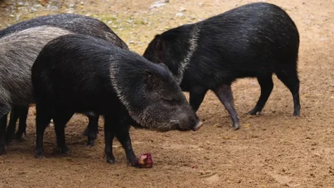 Close up  peccary pig Stock Footage 224473137