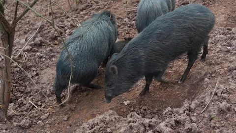 Close up of peccary pig Stock Footage 270922711