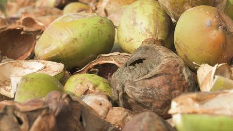 Close-up of the peel of used coconuts Stock Photos