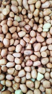 Close up of peeled peanut 스톡 사진