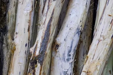 Close Up of Peeled Tree Trunks with Visible Wood Texture Stock Photos