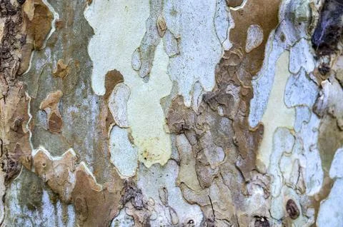 Close-Up of Peeling Bark Texture on Old Tree Stock Photos