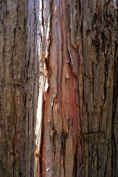 Close-up of peeling tree bark texture Stock Photos