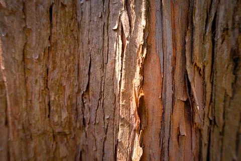 Close-up of peeling tree bark texture Stock Photos