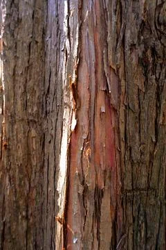 Close-up of peeling tree bark texture Stock Photos