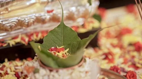 A close-up of peepal or sacred fig leaves adorned with flowers in a pot for.. 스톡 동영상 313381687
