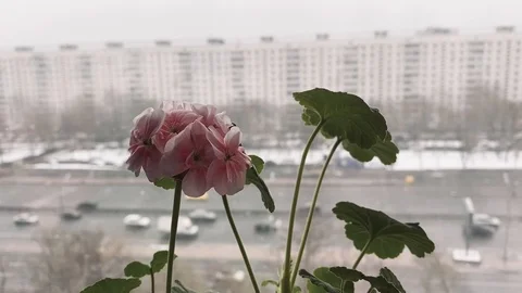 Close up of pelargonium blooming pink flower. Snow falling down in wintertime. Stock Footage