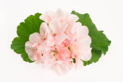 Close-up of a Pelargonium flower Stock Photos