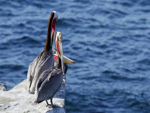 Close up of Pelican birds on a rock at La Jolla, California Stock Footage 81558053
