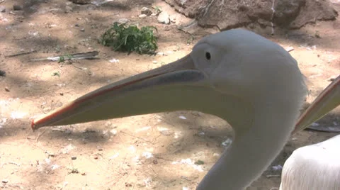 Close up of a pelican Stock Footage 25602835