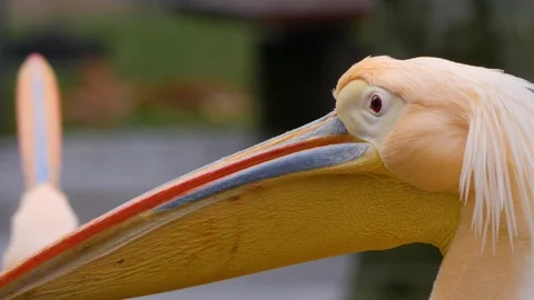 Close up of pelican Stock Footage 121849545