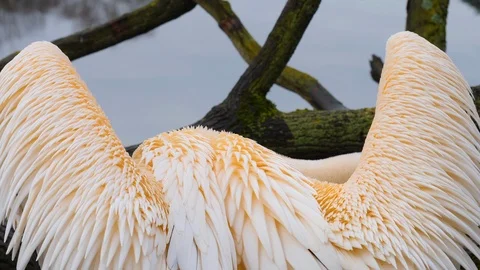 Close up of pelican Video stock 121849978