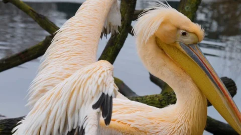 Close up of pelican Stock Footage 121850006