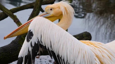 Close up of pelican Video stock 121850110