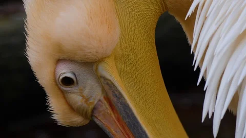 Close up of pelican Stock Footage 121850119