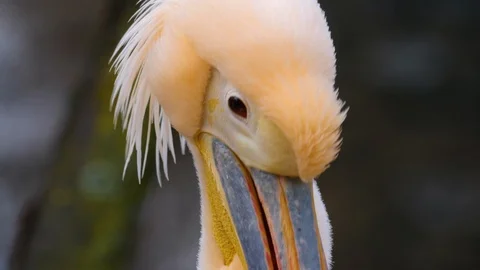 Close up of pelican Stock Footage 121850275