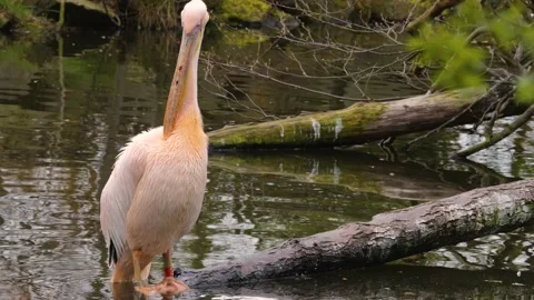 Close up of a pelican Stock Footage 238988420