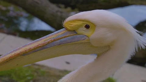 Close up of pelican Stock Footage 241018820