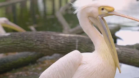 Close up of pelican  Stock Footage 241019370