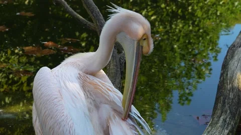 Close up of pelican Stock Footage 266736125