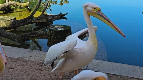 Close up of pelican  Stock Footage 272433448