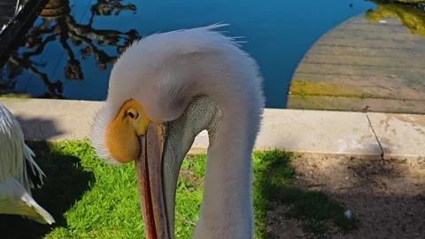Close up of pelican Stock Footage 275507683